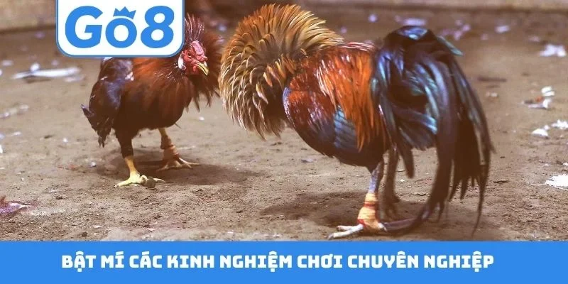 Bật mí các kinh nghiệm chơi chuyên nghiệp