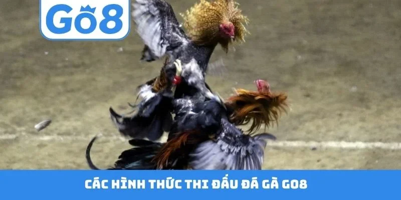 Các hình thức thi đấu đá gà GO8