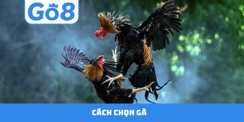 Cách chọn gà