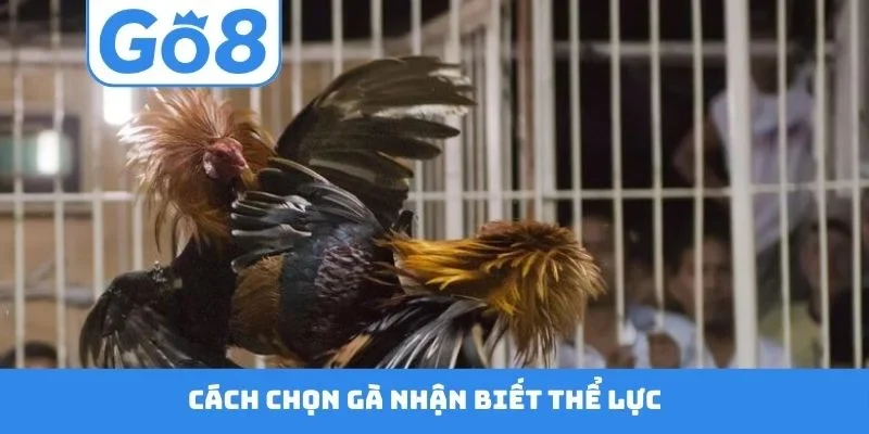 Cách chọn gà nhận biết thể lực