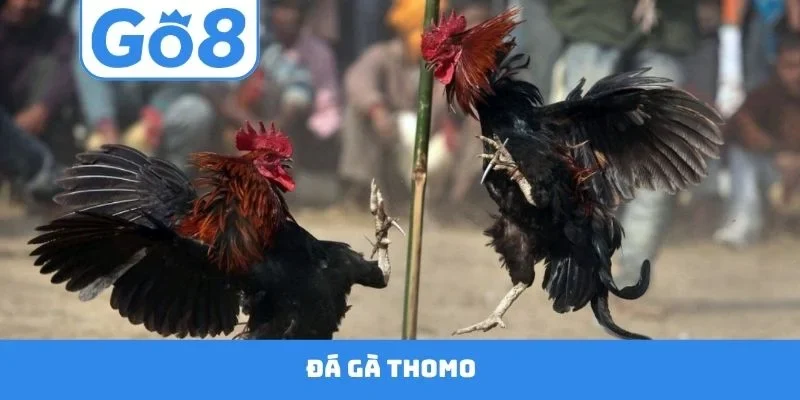 Đá gà Thomo