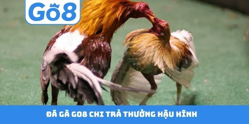 Đá gà GO8 chi trả thưởng hậu hĩnh