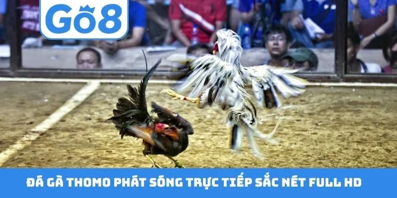 Đá gà Thomo phát sóng trực tiếp sắc nét full HD
