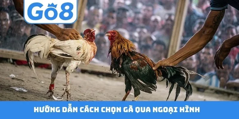 Hướng dẫn cách chọn gà qua ngoại hình