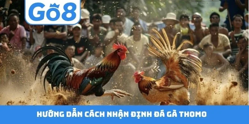 Hướng dẫn cách nhận định đá gà Thomo