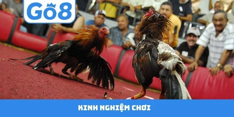 Kinh nghiệm chơi