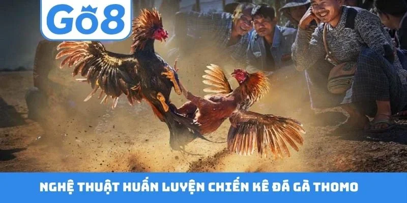 Nghệ thuật huấn luyện chiến kê đá gà Thomo