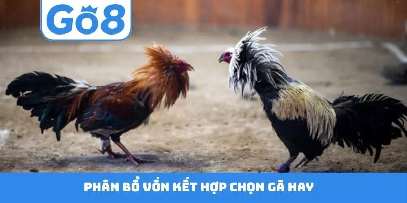 Phân bổ vốn kết hợp chọn gà hay