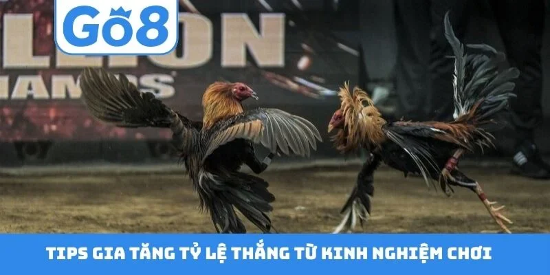 Tips gia tăng tỷ lệ thắng từ kinh nghiệm chơi