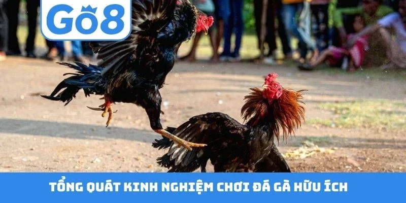 Tổng quát kinh nghiệm chơi đá gà hữu ích